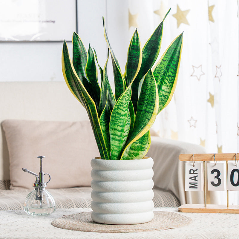 BloomBox | Kvetináče pre izbové rastliny
