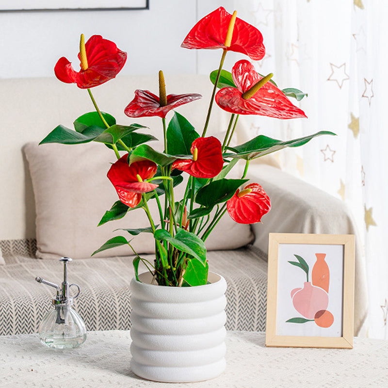 BloomBox | Kvetináče pre izbové rastliny