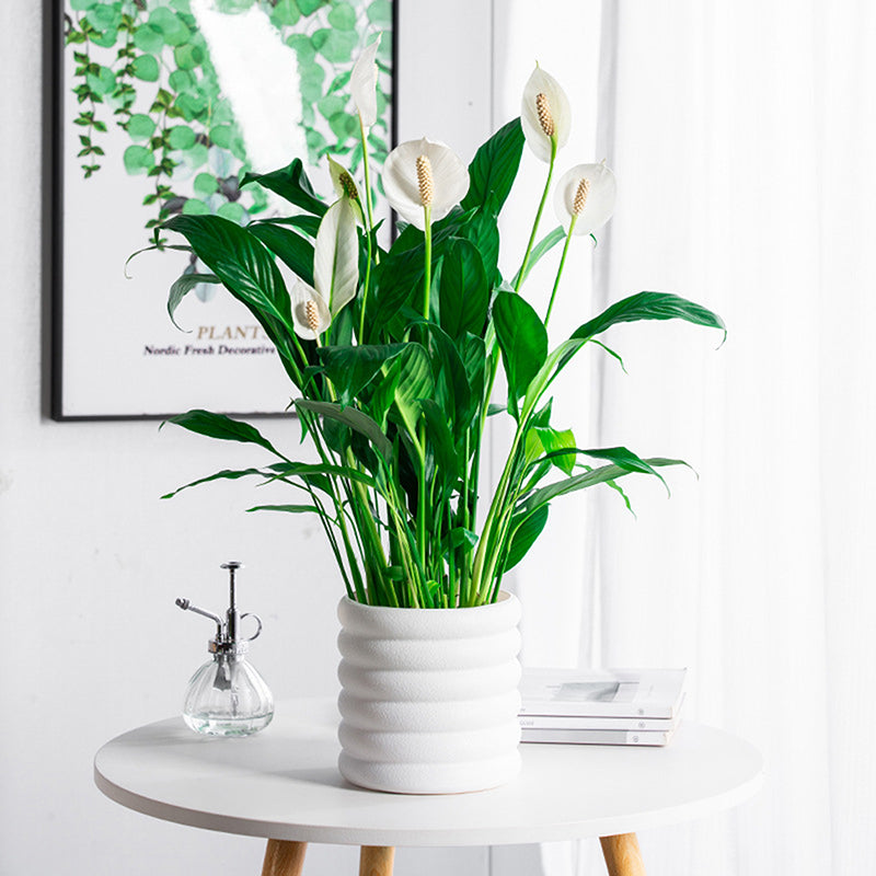 BloomBox | Kvetináče pre izbové rastliny