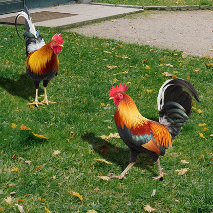 RoosterRoyale - Trvalá záhradná dekorácia s kohútom