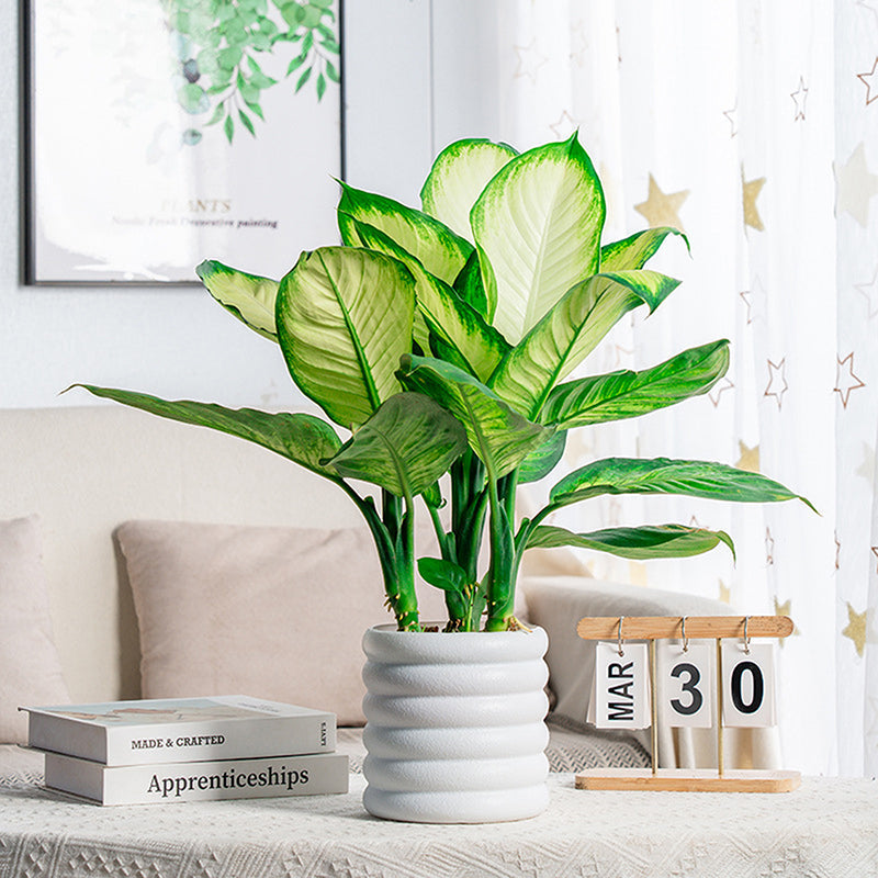 BloomBox | Kvetináče pre izbové rastliny