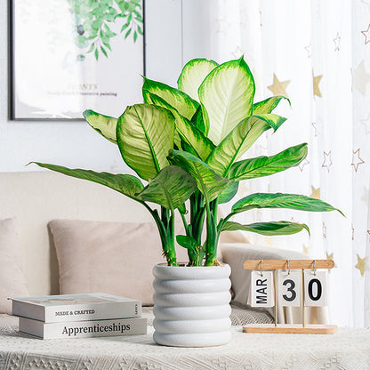 BloomBox | Kvetináče pre izbové rastliny