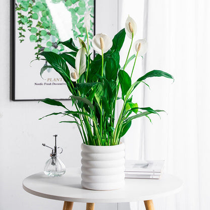 BloomBox | Kvetináče pre izbové rastliny